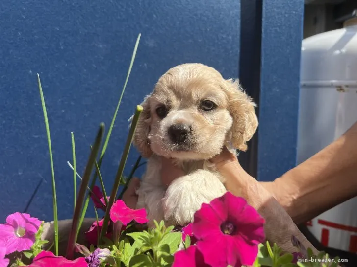 ALU 様のお迎えした子犬