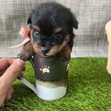 ポメプー(トイプードル×ポメラニアン)【宮崎県・男の子・2024年6月15日・ブラックタン】の写真「綺麗なタンで丸々のお顔の男の子」