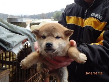 柴犬(標準サイズ)【鳥取県・女の子・2015年12月18日・赤】の写真「親は良血統　明るくよく育っておりおます」