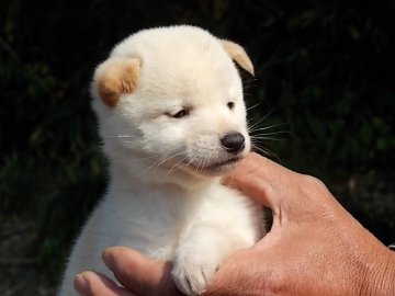 柴犬(標準サイズ)【鳥取県・女の子・2012年9月16日・白】の写真「」