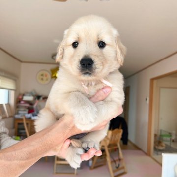 ゴールデンレトリバー【岐阜県・女の子・2024年11月27日・ゴールド】の写真「祖父母ともチャンピオン両親ストレート毛」