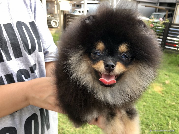 ポメラニアン 岐阜県 男の子 年4月21日 ブラックタン 祖父は10国のチャンピオン みんなのブリーダー 子犬id 05