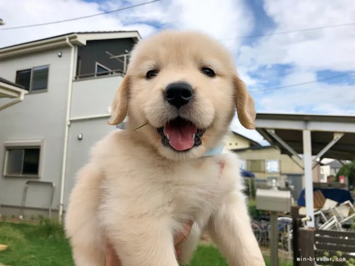 るい 様のお迎えした子犬