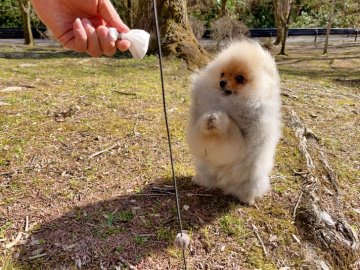 ポメラニアン【岐阜県・男の子・2020年10月6日・オレンジ】の写真「お正月の福袋79-17万祖父は10国のチャンピオン」