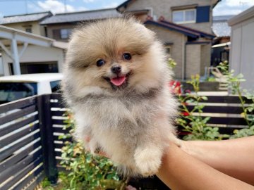 ポメラニアン【岐阜県・女の子・2021年4月22日・オレンジ】の写真「祖父は10国チャンピオン❣️耳とマズルが小さい超毛」