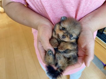 ポメラニアン【岐阜県・女の子・2021年8月13日・オレンジ】の写真「お爺さん早いタイと中国のチャンピオン」