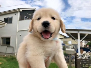 ゴールデンレトリバー【岐阜県・女の子・2019年8月18日・クリーム】の写真「兄弟中一番小さい❣️優秀血統、大猫爪」