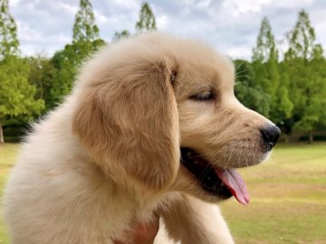 ゴールデンレトリバー【岐阜県・男の子・2018年7月29日・クリーム】の写真「クリーム兄弟中に一番可愛い完美」