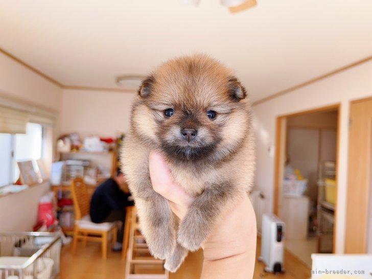 まちぼうけ犬 ガチャ ポメラニアン - 犬雑貨・オーナーズグッズ