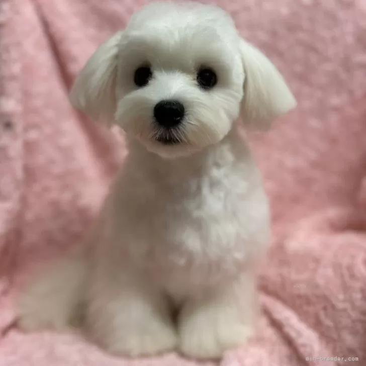 K 様のお迎えした子犬