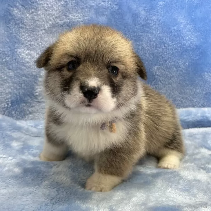 みらい 様のお迎えした子犬