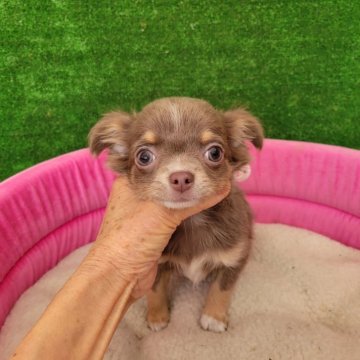 チワワ(ロング)【福岡県・女の子・2024年12月15日・イザベラタン&ホワイト】の写真「希少価値のある毛色で大人気の女の子」