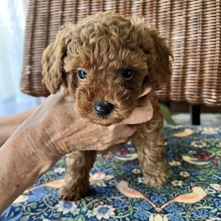 ジェリー 様のお迎えした子犬