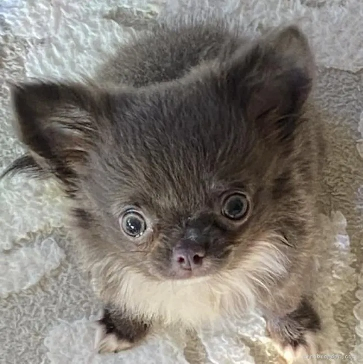 A.N 様のお迎えした子犬