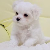 マルチーズ