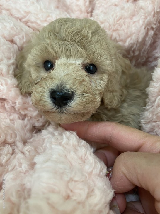 タイニープードル 千葉県 男の子 年9月24日 カフェオレ 色がすごくいいです みんなのブリーダー 子犬id 11