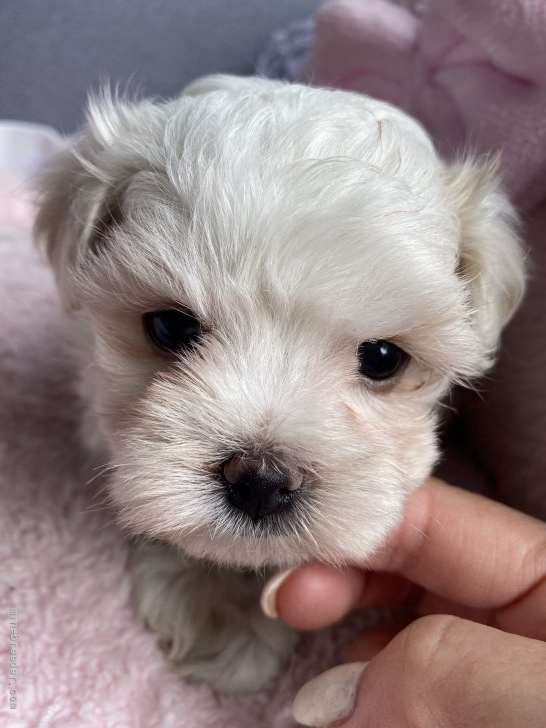 マルチーズ 千葉県 女の子 21年8月31日 ホワイト 可愛い みんなのブリーダー 子犬id 2110