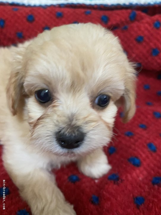 チワプー チワワ プードル 千葉県 男の子 21年2月14日 アプリコット Happy Valentine 生まれ みんなのブリーダー 子犬id 2103