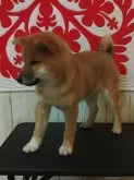 柴犬(標準サイズ)【岐阜県・男の子・2024年11月3日・赤】の写真5