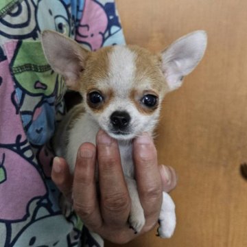 チワワ(スムース)【東京都・男の子・2024年3月1日・パーティー】の写真「ちびちびくん💙」