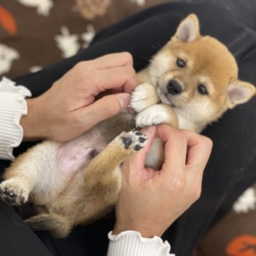 豆柴【香川県・男の子・2024年9月19日・赤】の写真「兄弟一お顔がキリっとイケワン豆柴くん😍」