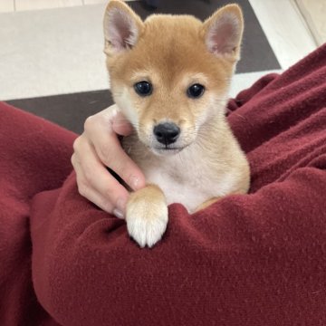 柴犬(豆柴)【香川県・男の子・2024年9月19日・赤】の写真「元気なイケメンくん😊」