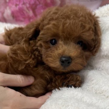 トイプードル(トイ)【宮城県・男の子・2024年7月2日・レッド】の写真「ママ似💕トイプードルサイズ💙」