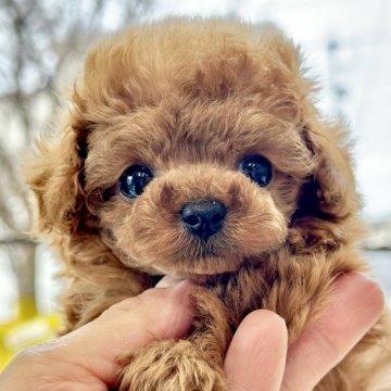 トイプードル(ティーカップ)【愛知県・男の子・2024年1月4日・レッド】の写真「たっぷり愛情込めて育てた子です♪」