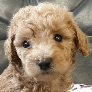 タイニープードル【岡山県・男の子・2025年3月24日・アプリコット】の写真「好奇心旺盛で子犬らしい、飼いやすいメロン君！」