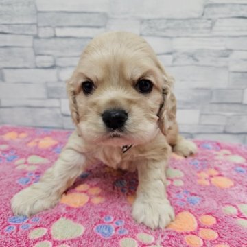 広島県の近隣のイングリッシュコッカースパニエルの子犬を探す｜ブリーダー直販の子犬販売【みんなのブリーダー】