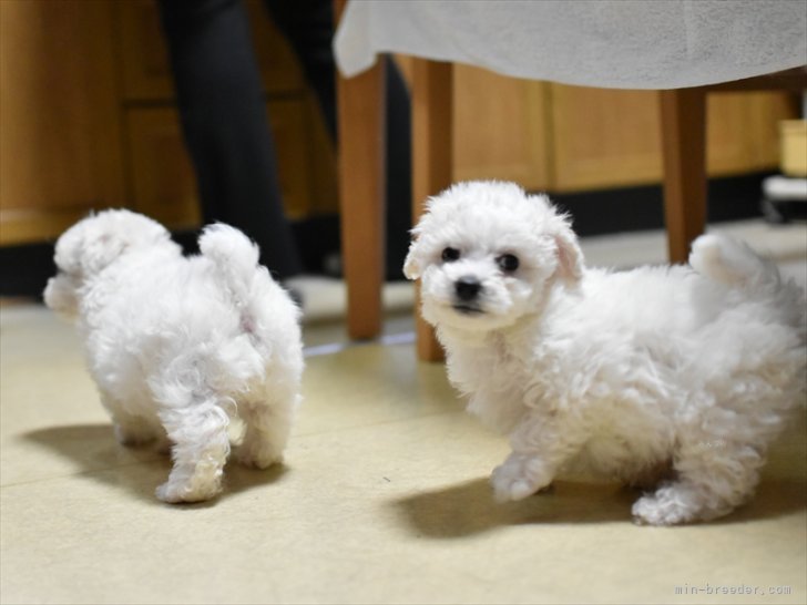 菅沼　竜由(すがぬま　たつよし)ブリーダー(愛知県・ビションフリーゼ・JKC登録)の紹介写真9