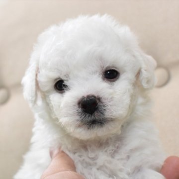 ビションフリーゼ【愛知県・男の子・2024年4月16日・ホワイト】の写真「水色リボン★2番目に生まれた長男くん」