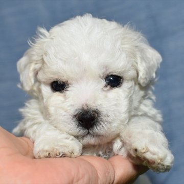 ビションフリーゼ【愛知県・男の子・2024年4月16日・ホワイト】の写真「緑リボンくん　多産につき優良価格でご提供」