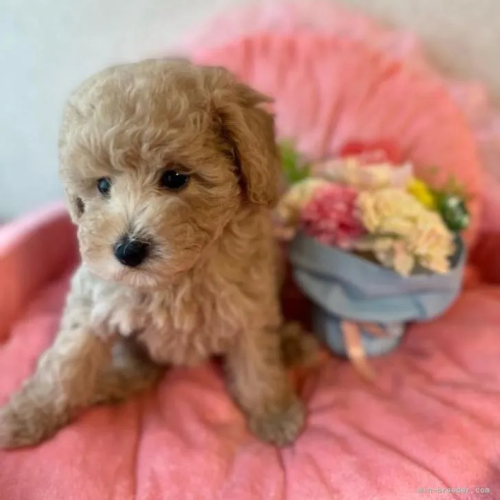 ニコ 様のお迎えした子犬