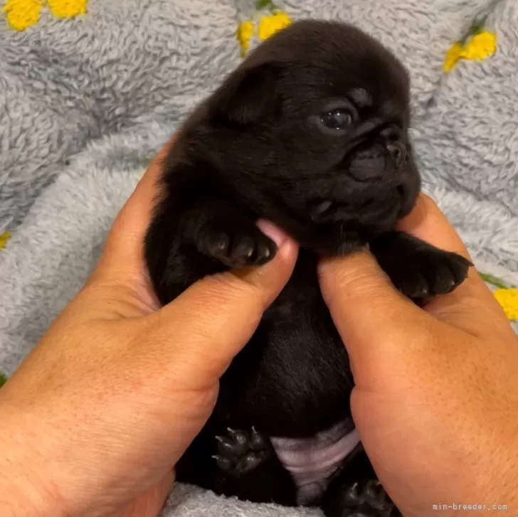 まろすけ 様のお迎えした子犬