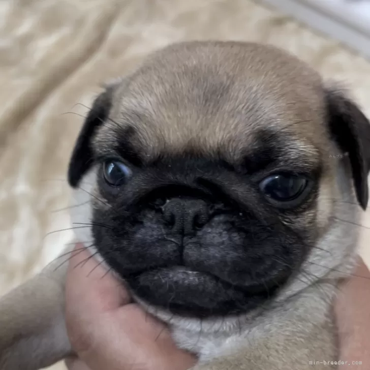 はなふる 様のお迎えした子犬