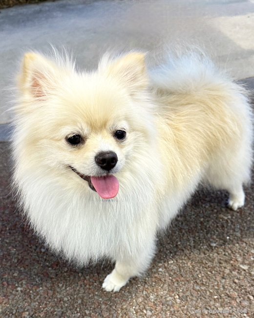 雌犬 琴海です。｜松村　成起(まつむら　せいき)ブリーダー(兵庫県・ポメラニアン・JKC登録)の紹介写真4