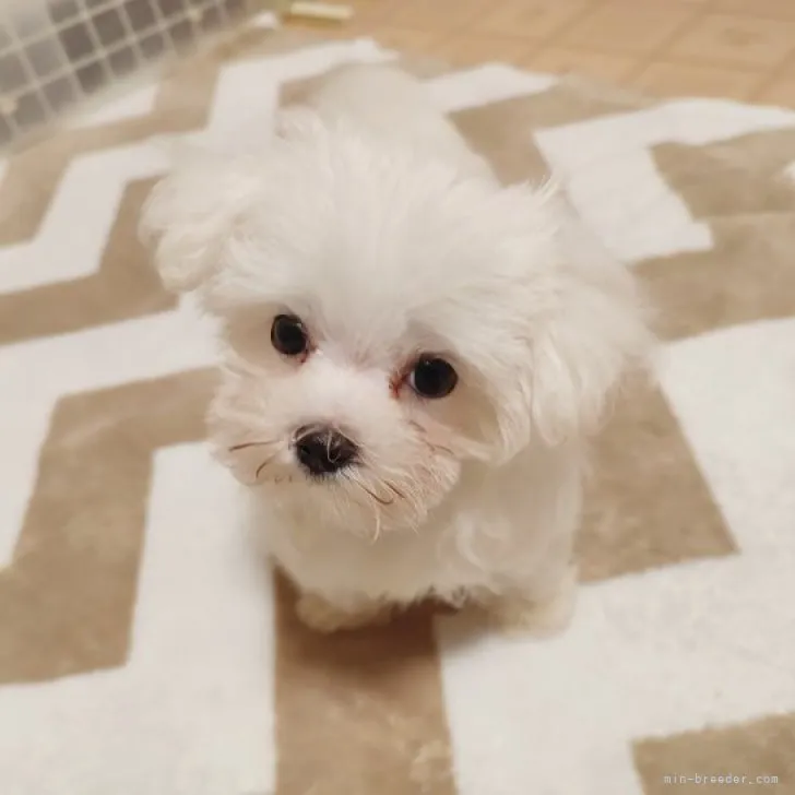 たかちゃん 様のお迎えした子犬