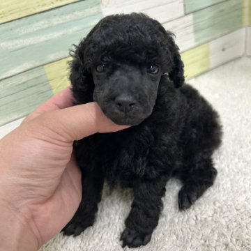 ミニチュアプードル【静岡県・男の子・2025年3月23日・ブラック】の写真「可愛らしい男の子🐶」