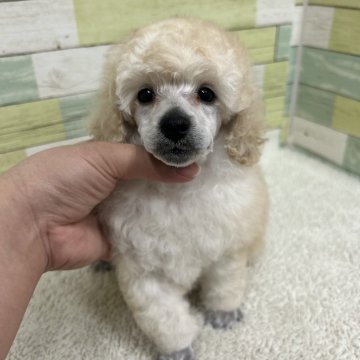 ミニチュアプードル【静岡県・男の子・2024年12月4日・ホワイト】の写真「ハンサムな男の子🐩両親チャンピオン犬👑✨」