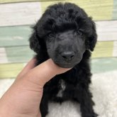 ミニチュアプードル