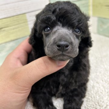 トイプードル(トイ)【静岡県・女の子・2023年5月9日・シルバー】の写真「可愛い女の子🐶」