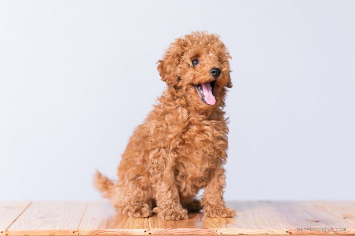 鹿児島県 犬童 和也 いぬどう かずや ブリーダー みんなのブリーダー