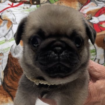 パグ【徳島県・男の子・2023年6月26日・フォーン】の写真「めっちゃイケメンです！」