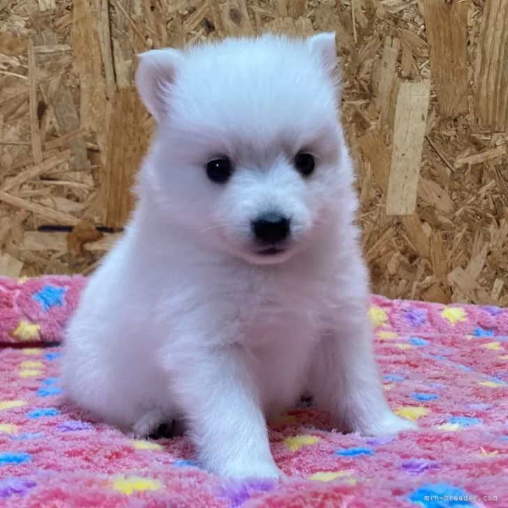 ひろ 様のお迎えした子犬