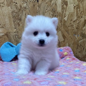 日本スピッツ【静岡県・男の子・2024年7月28日・ホワイト】の写真「ふわふわ可愛い💙」