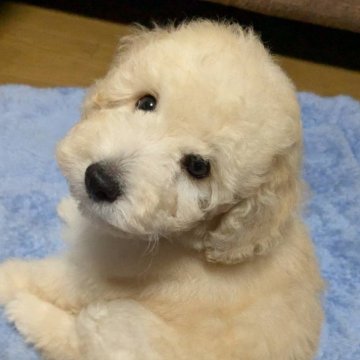 トイプードル(トイ)【静岡県・男の子・2024年8月28日・ホワイト】の写真「元気な男の子
大きめな子です」