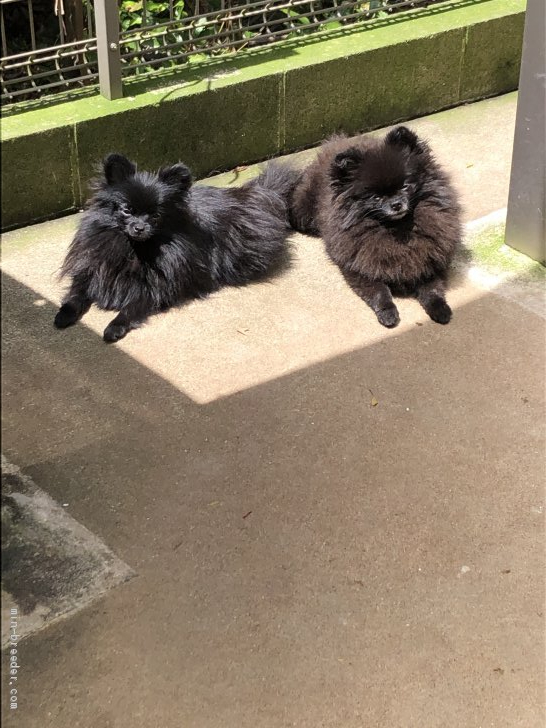 親子で日向ぼっこ｜櫻井　ますみ(さくらい　ますみ)ブリーダー(千葉県・ジャックラッセルテリアなど・JKC登録)の紹介写真3