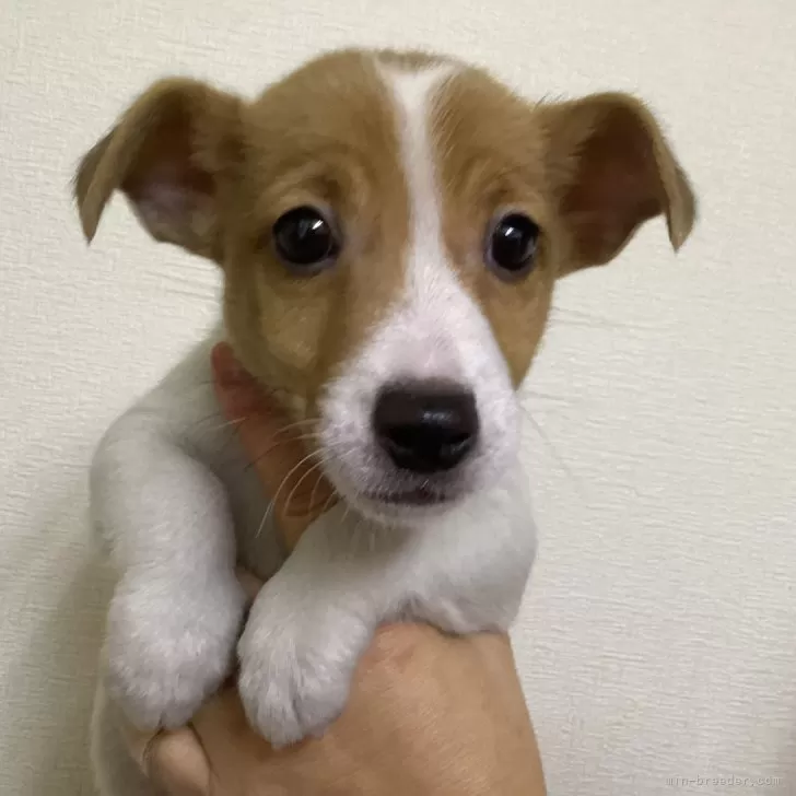 ケイマ 様のお迎えした子犬