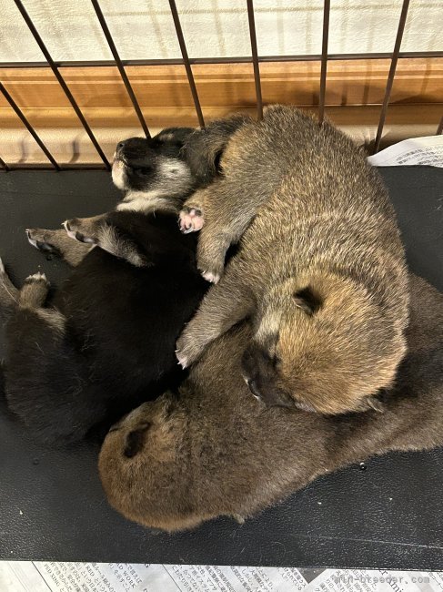 木下　充朗(きのした　みつあき)ブリーダー(滋賀県・柴犬・KC登録)の紹介写真2